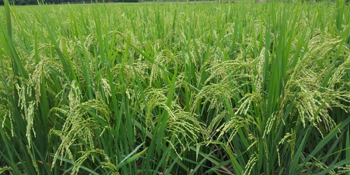 field-crop-rice