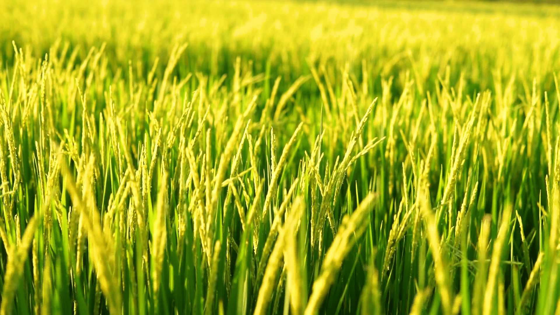 golden-rice-field_rx